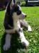 Siberian husky, Sibirsky husky - Predaj