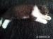 Predam Britske maciatko vzacnej farby BI COLOR POI - Predaj