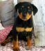 Rottweiler štěňata - Koupě