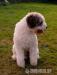 Lagotto Romagnolo - Prodej