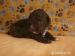 Lagotto Romagnolo - Prodej