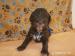 Lagotto Romagnolo - Prodej