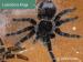 Pavúky Lasiodora Klugi  - Predaj