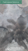 Pavúky Psalmopoeus Reduncus  - Predaj
