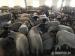 stádo oviec - Predaj