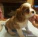 Cavalier King Charles Paniel ZKwP/FCI - Sprzedaż