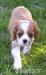 Cavalier King Charles Paniel ZKwP/FCI - Sprzedaż