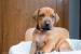Rhodézsky ridgeback- šteniatka - Predaj
