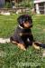 Beauceron - Prodej