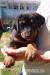 Beauceron - Prodej