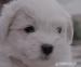 Coton de tulear s pp - Prodej