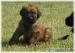 briard - Prodej