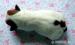 Jack Russell Terier - Prodej