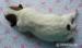 Jack Russell Terier - Prodej