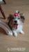 Sunia Biewer Yorkshire Terrier - Sprzedaż