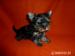 YORKSHIRE TERRIER - Predaj