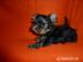 YORKSHIRE TERRIER - Predaj