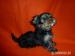 YORKSHIRE TERRIER - Predaj