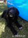 Labradorsky retriver - Predaj