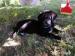 Labradorsky retriver - Predaj