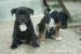 Šteniatka stafforshire bullterrier - Predaj