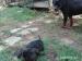 Šteniatka stafforshire bullterrier - Predaj