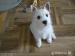 Rodowodowe szczenięta West Terrier po INTCH - Sprzedaż