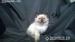 RAGDOLL - Prodej