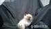 RAGDOLL - Prodej