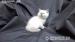 RAGDOLL - Prodej