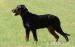 Beauceron - Prodej