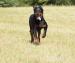 Beauceron - Prodej