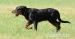 Beauceron - Prodej