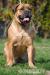 Cane Corso szczeniaczki ZKwP  FCI - Sprzedaż