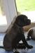 Cane Corso szczeniaczki ZKwP  FCI - Sprzedaż