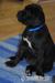 Cane Corso szczeniaczki ZKwP  FCI - Sprzedaż