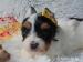 Biewer, golddust yorkshire terrier s PP - Prodej
