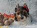 Biewer, golddust yorkshire terrier s PP - Prodej
