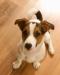 Reproduktor Jack Russell Terrier - Sprzedaż