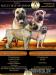 BOERBOEL s PP - Prodej