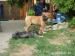 BOERBOEL s PP - Prodej
