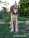 Saluki - Sprzedaż