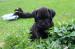 Cane corso s PP - Prodej
