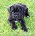 Cane corso s PP - Prodej