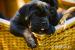 Cane corso s PP - Prodej