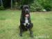 cane corso-štěńata prodej - Prodej