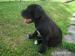 cane corso-štěńata prodej - Prodej