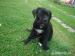 cane corso-štěńata prodej - Prodej