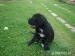 cane corso-štěńata prodej - Prodej
