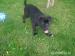 cane corso-štěńata prodej - Prodej
